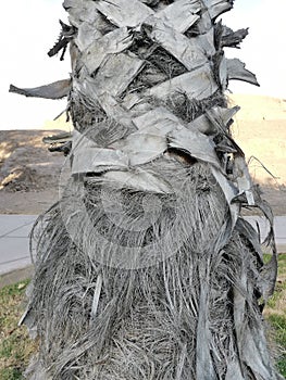 TreeÃ¢â¬â¹ textureÃ¢â¬â¹ root